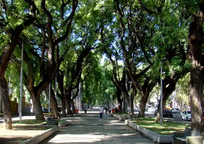 Balcarce: Avanza el plan forestal en el distrito