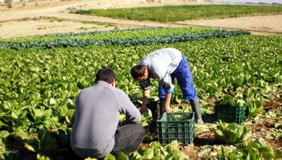 El Gobierno bonaerense da subsidios de hasta cinco millones de pesos para agricultura familiar