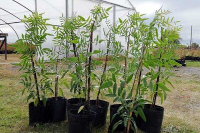 Olavarría: El programa "Replantando Olavarría" llega a la Plaza Pueyrredón