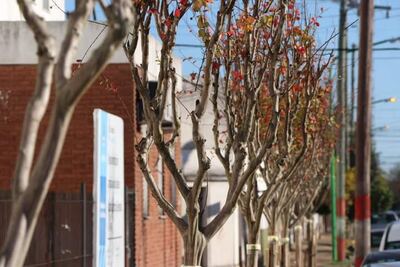 Ensenada: Realizan trabajos de forestación en la calle La Paz