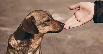 Brandsen: Planean realizar un censo de animales domésticos en el distrito