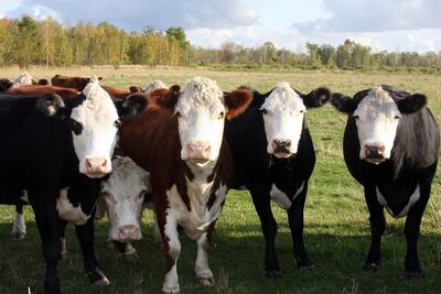 Tandil: Realizarán exposiciones de las razas Hereford, Shorthorn y Limangus