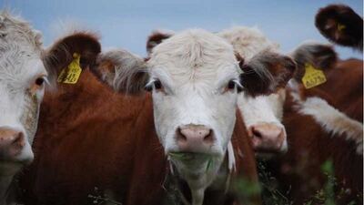Cómo producir 500 kilos de carne por hectárea en un campo agrícola