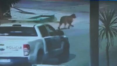 Villa Gesell: Suspenden las clases en el turno tarde por la aparición de dos pumas