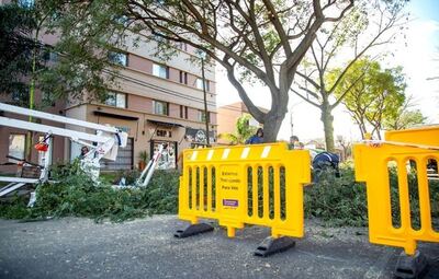 Campana: Avanzan los trabajos de poda en espacios públicos