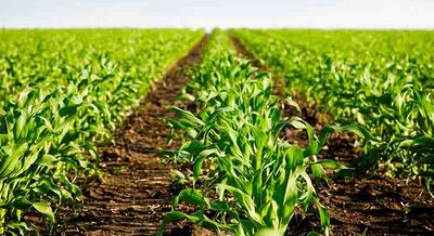 Bahía Blanca:  Se realizará la reunión de la Asociación Argentina de Economía Agraria