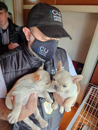 CABA: Clausuran un criadero ilegal con 22 perros en pésimo estado de salud