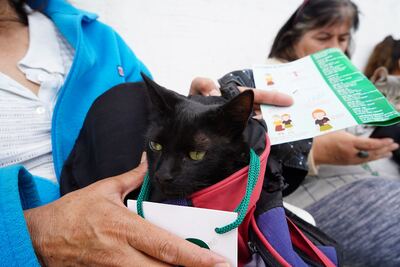 Merlo: Se llevaron adelante nuevas jornadas de castración veterinaria