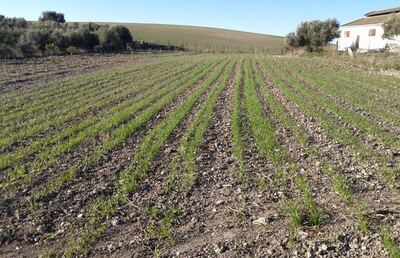 Por la sequía, cae la producción de trigo en la provincia de Buenos Aires