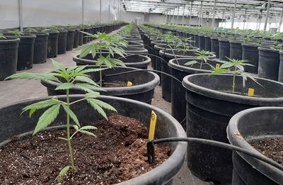 General Lamadrid: Inauguran el primer predio bonaerense para cultivo de cannabis medicinal