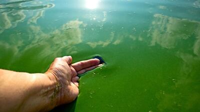 Preocupación por la presencia de cianobacterias en balnearios bonaerenses