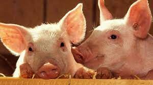 El Gobierno bonaerense abrió convocatoria a líneas de financiamiento para el sector porcino