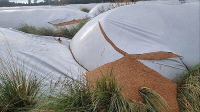 Puán: Provocaron roturas en 51 silobolsas con 10.000 toneladas de trigo