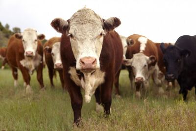Pergamino: Se realizará el 46° Congreso Argentino de Producción Animal