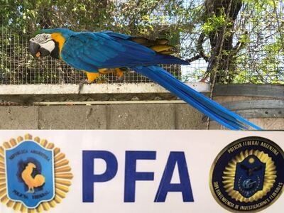 Exaltación de la Cruz: La Policía Federal rescató 19 aves en peligro de extinción