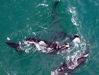 Necochea: Deslumbrante espectáculo de ballenas frente a las costas