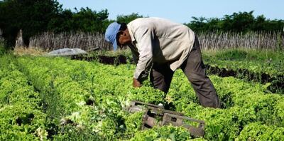 La Plata: Diagraman medidas para potenciar la producción del cordón frutihortícola