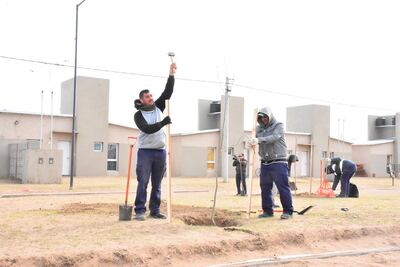 Trenque Lauquen: El municipio plantó árboles en las ramblas de la calle Eva Perón