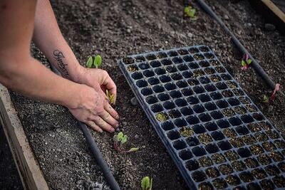 Escobar: Los vecinos ya pueden solicitar el nuevo kit de semillas primavera - verano