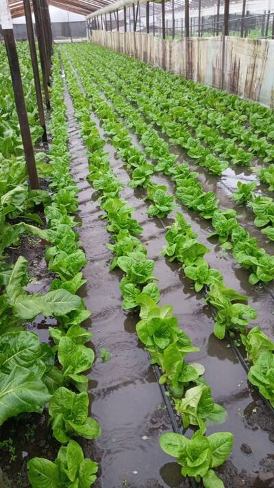 El cordón verde del Gran La Plata en emergencia.