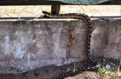 Pinamar: Apareció una serpiente en el patio de una escuela y suspendieron las clases