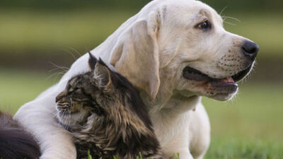 Olavarría: Las castraciones gratuitas para perros y gatos llegan a Blanca Grande