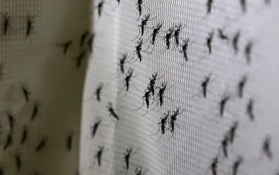 La Plata: Desde la Secretaría de Salud explicaron hasta cuando durará la invasión de mosquitos
