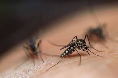 Confirman 84 casos de dengue y una muerte en La Plata