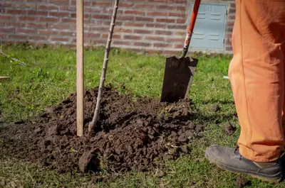 Pergamino: El Consejo Asesor del Arbolado trabaja en el Plan de Reforestación