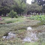 Parque Saavedra en estado de abandono: peces muertos y falta de mantenimiento