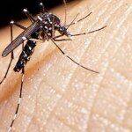 Temporada de dengue: piden más prevención
