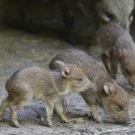 La Plata: Nacieron tres ejemplares de pecarí de collar en el Bioparque