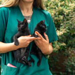 Mar del Plata: Los quirófanos móviles veterinarios continúan recorriendo la ciudad