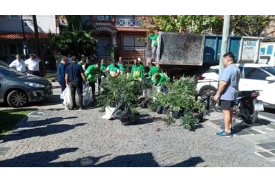 San Isidro: Decomisan más de 100 plantas de marihuana
