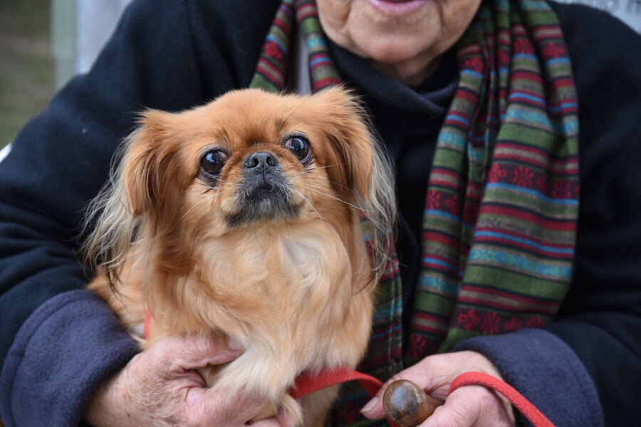 La Plata: Se viene una nueva vacunación antirrábica gratuita para perros y gatos