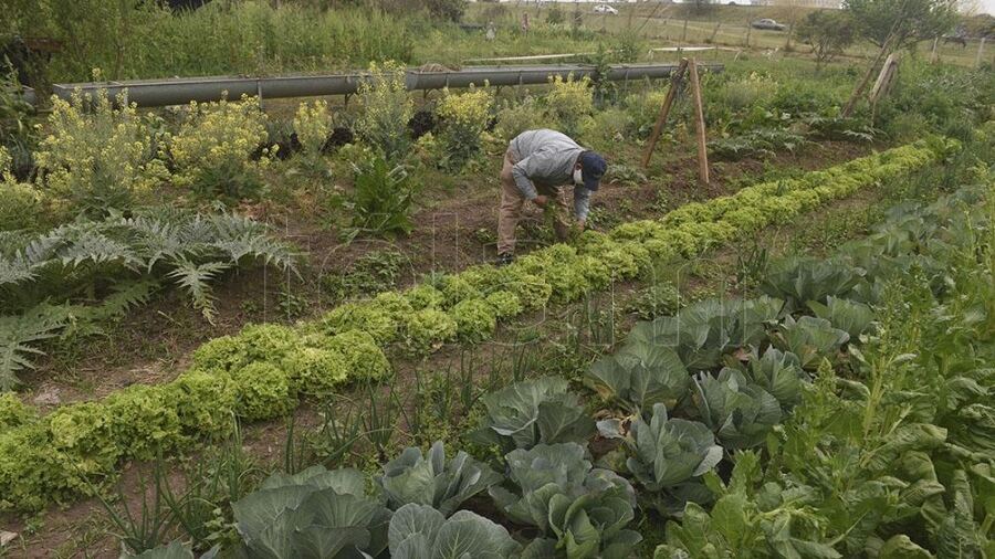 Presentan el programa "Agricultura Familiar en Marcha"