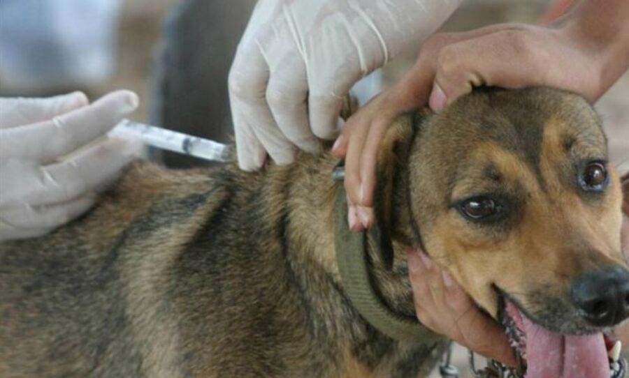 Pinamar: Se viene una nueva jornada de vacunación antirrábica para perros y gatos