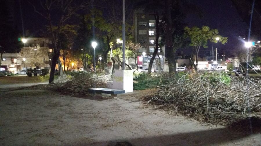 La Plata: Quejas y rechazo vecinal por la poda indiscriminada en una plaza de la ciudad