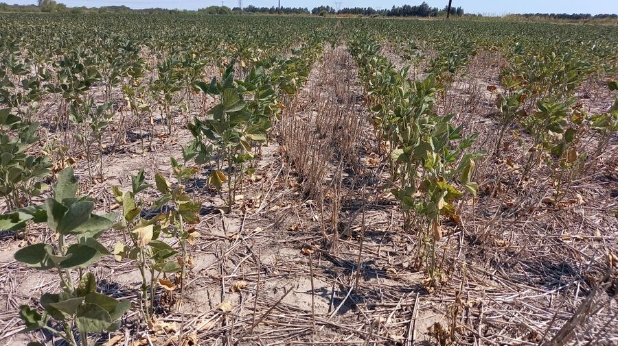 Tordillo: Declaran la Emergencia y Desastre Agropecuario por sequía