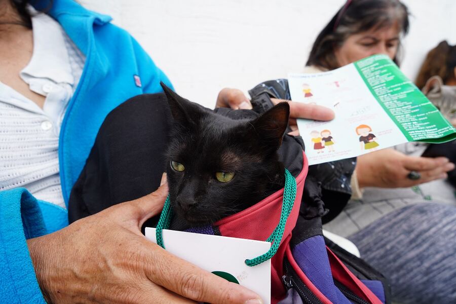 Merlo: Se llevaron adelante nuevas jornadas de castración veterinaria