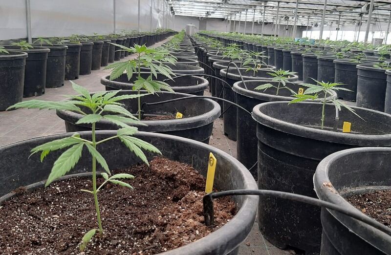 General Lamadrid: Inauguran el primer predio bonaerense para cultivo de cannabis medicinal