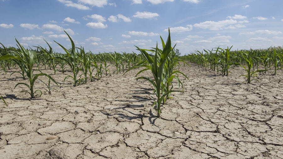 Por la Sequía, Kicillof declaró a 33 municipios en emergencia o desastre agropecuario