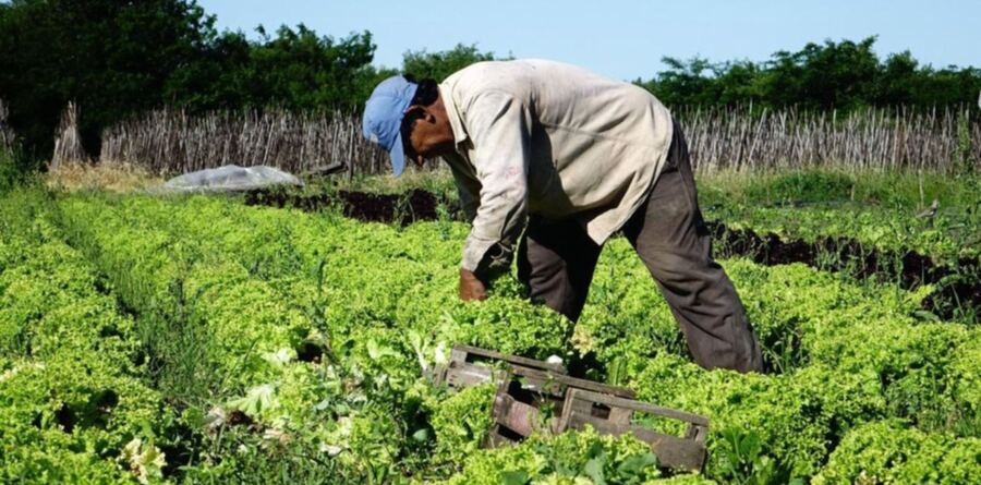 La Plata: Diagraman medidas para potenciar la producción del cordón frutihortícola