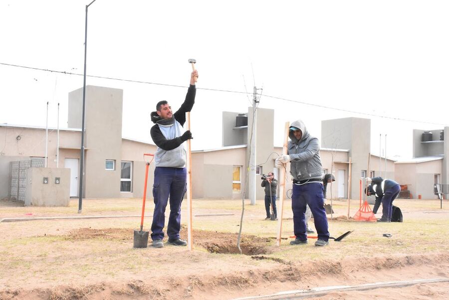 Trenque Lauquen: El municipio plantó árboles en las ramblas de la calle Eva Perón