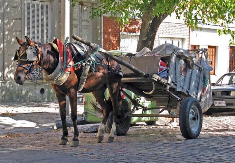 Almirante Brown: Prohíben la circulación de vehículos de tracción a sangre