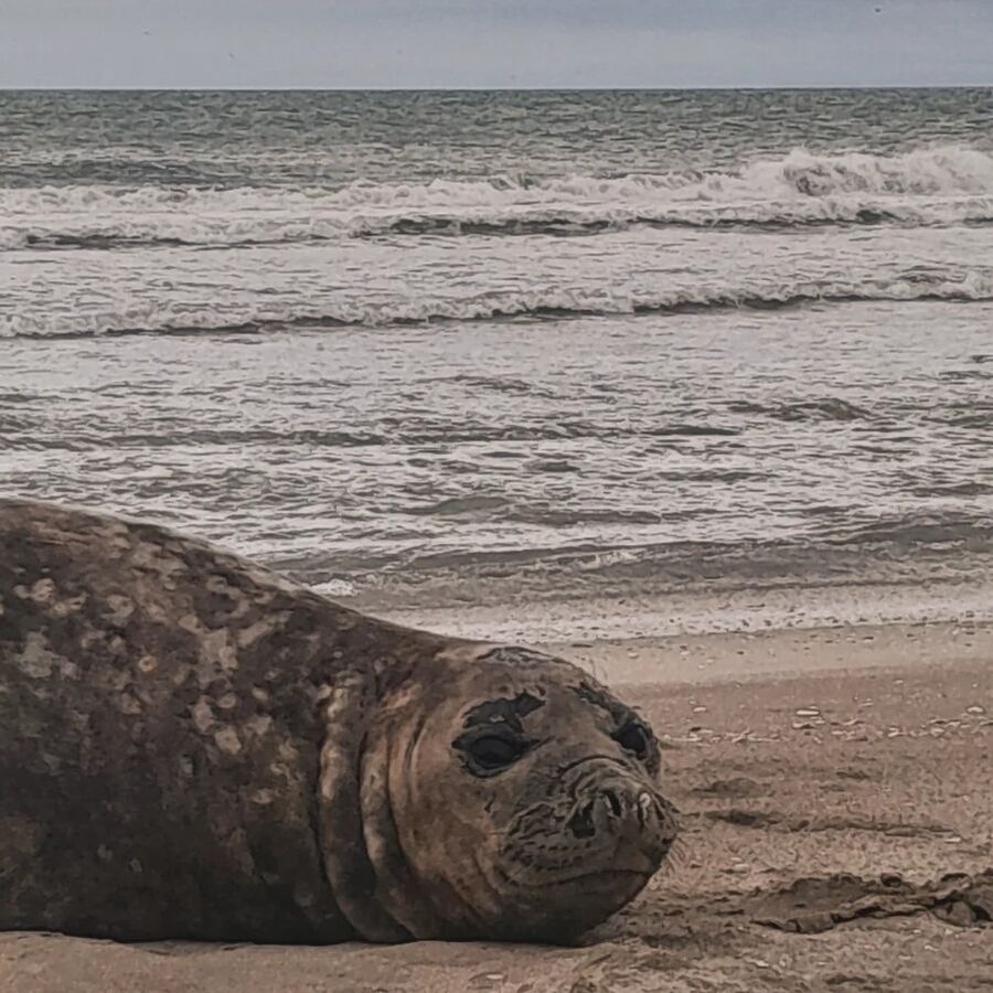 Villa Gesell: El municipio brinda recomendaciones ante la presencia de animales marinos