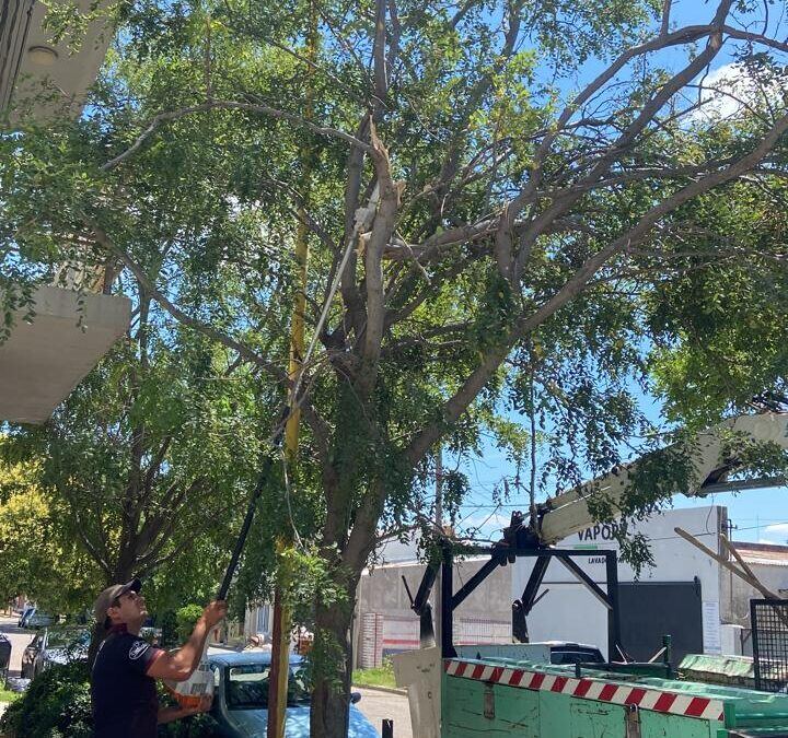 Trenque Lauquen: Continúan los trabajos de limpieza de ramas caídas y retiro de árboles