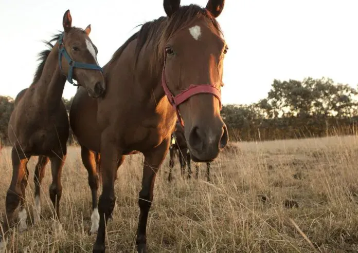 Confirmaron la primera muerte por encefalomielitis equina en Santa Fé