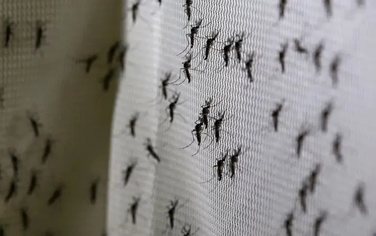 La Plata: Desde la Secretaría de Salud explicaron hasta cuando durará la invasión de mosquitos