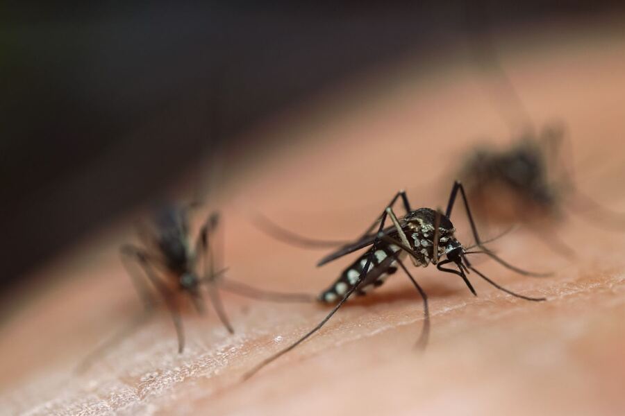 Confirman 84 casos de dengue y una muerte en La Plata
